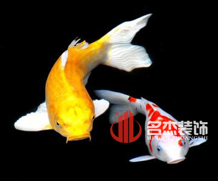 办公室装修风水之养殖金鱼.jpg